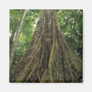 Costa Rica, Corcovado National Park, Buttressed Magnet