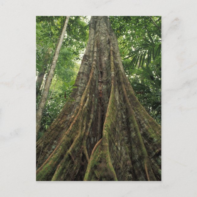 Costa Rica, Corcovado National Park, Buttressed Postcard (Front)