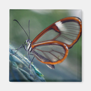 costa rica glasswing butterfly magnet
