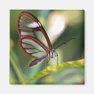 costa rica glasswing butterfly magnet