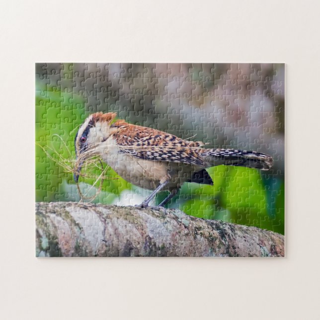 Costa Rica - Great antshrike bird Jigsaw Puzzle (Horizontal)