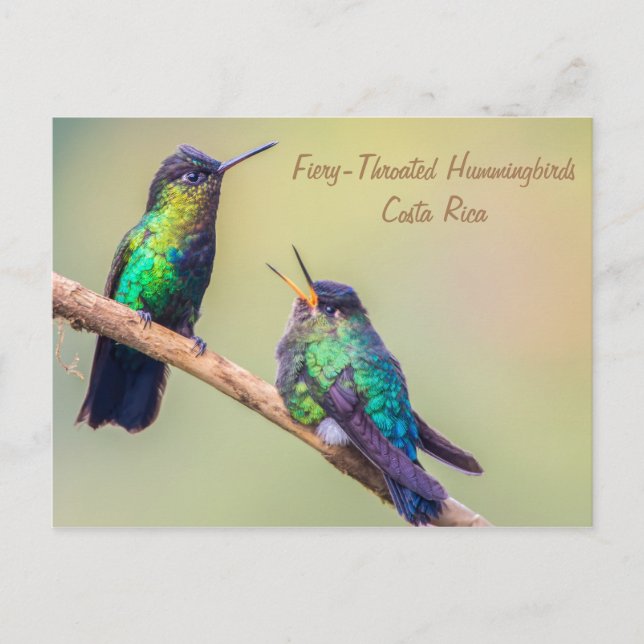 Costa Rica Hummingbirds Postcard (Front)