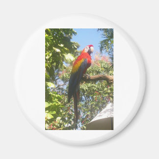 Costa Rica Macaw Magnet