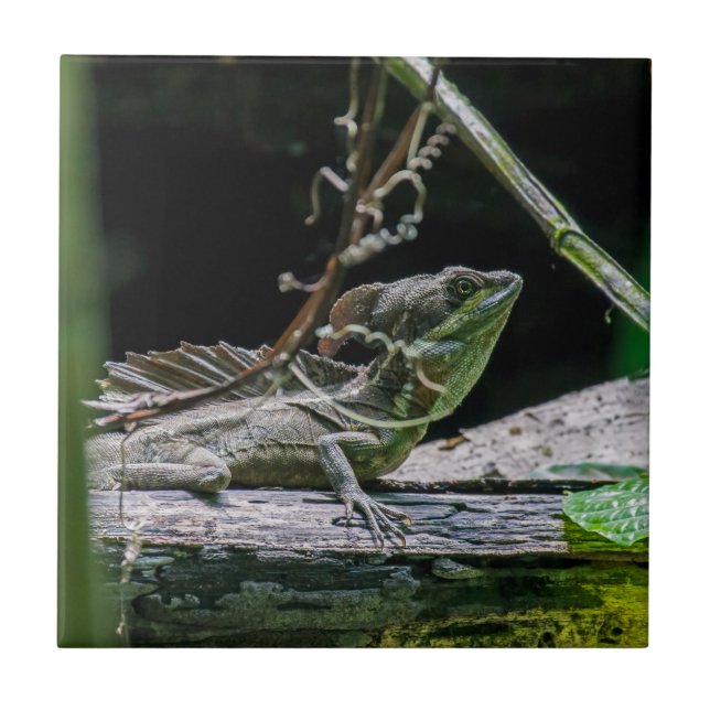 Costa Rica - Male Emerald Basilisk Lizard Ceramic Tile (Front)