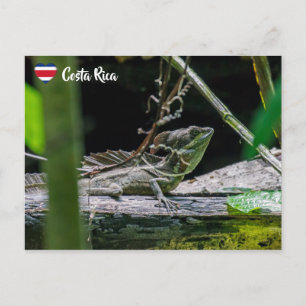 Costa Rica - Male Emerald Basilisk Lizard Postcard