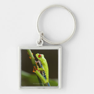 Costa Rica, Monteverde, Red-Eyed Tree Frog Key Ring