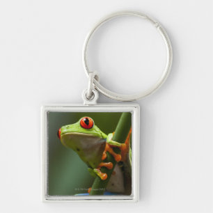 Costa Rica, Monteverde, Red-Eyed Tree Frog Key Ring