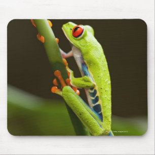 Costa Rica, Monteverde, Red-Eyed Tree Frog Mouse Pad