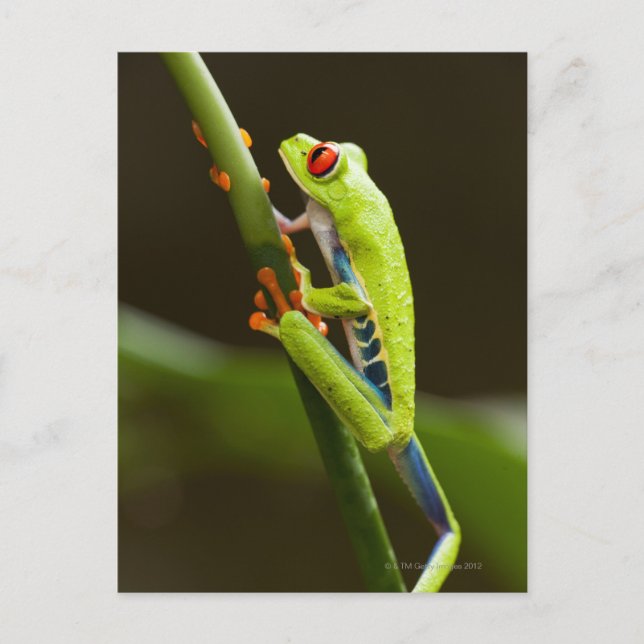 Costa Rica, Monteverde, Red-Eyed Tree Frog Postcard (Front)