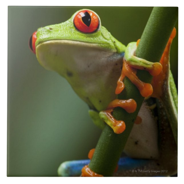 Costa Rica, Monteverde, Red-Eyed Tree Frog Tile (Front)