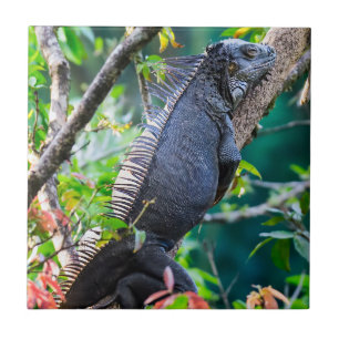 Costa Rica, Muelle - Lazy Iguana resting in a tree Ceramic Tile