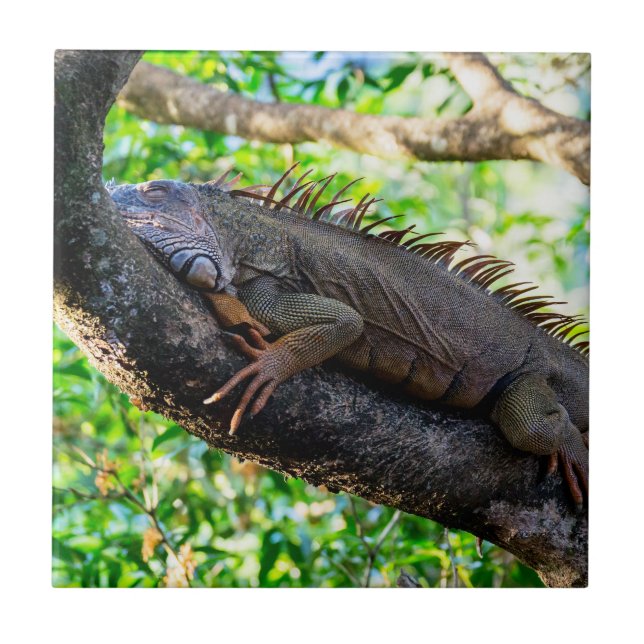 Costa Rica, Muelle - Lazy Iguana resting in a tree Ceramic Tile (Front)