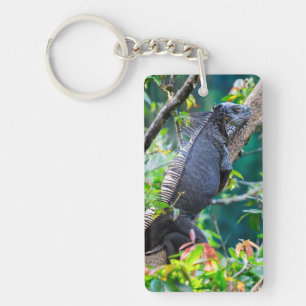 Costa Rica, Muelle - Lazy Iguana resting in a tree Key Ring