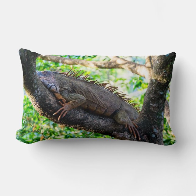 Costa Rica, Muelle - Lazy Iguana resting in a tree Lumbar Cushion (Front)