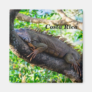 Costa Rica, Muelle - Lazy Iguana resting in a tree Magnet