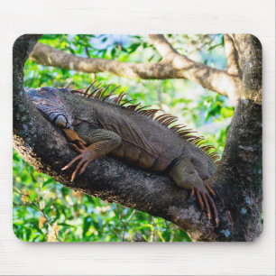 Costa Rica, Muelle - Lazy Iguana resting in a tree Mouse Pad