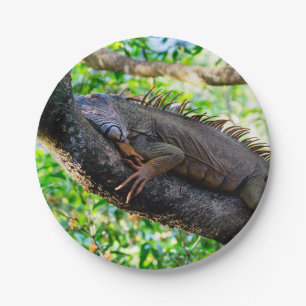 Costa Rica, Muelle - Lazy Iguana resting in a tree Paper Plate