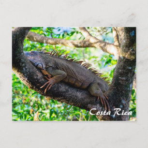 Costa Rica, Muelle - Lazy Iguana resting in a tree Postcard