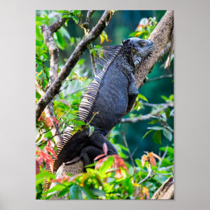 Costa Rica, Muelle - Lazy Iguana resting in a tree Poster