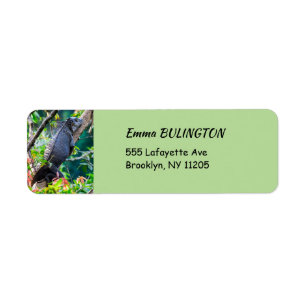 Costa Rica, Muelle - Lazy Iguana resting in a tree Return Address Label