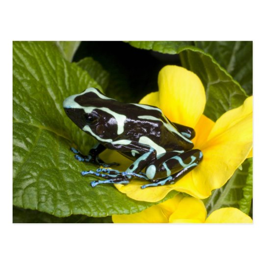 Costa Rica, Osa Peninsula. Close-up of poison Postcard