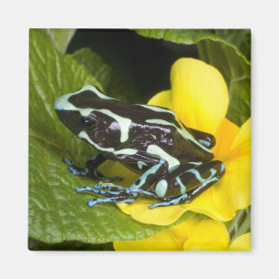 Costa Rica, Osa Peninsula Magnet