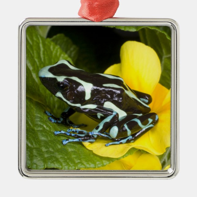 Costa Rica, Osa Peninsula Metal Ornament (Front)