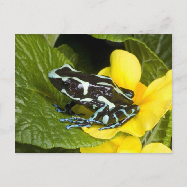 Costa Rica, Osa Peninsula Postcard (Front)