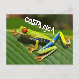 Costa Rica photo of red eyed tree frog Postcard