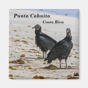 Costa Rica, Punta Cahuita - Black vultures Magnet