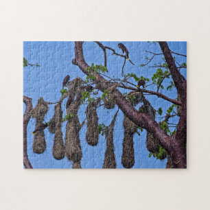 Costa Rica, Punta Cahuita - Psarocolius decumanus Jigsaw Puzzle