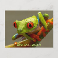 Costa Rica Red-Eyed Frog Personalised
