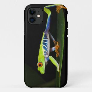 Costa Rica, Red-eyed Tree Frog (Agalychnis iPhone 11 Case