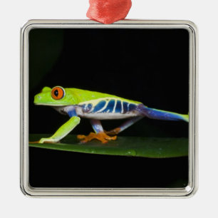 Costa Rica, Red-eyed Tree Frog (Agalychnis Metal Tree Decoration