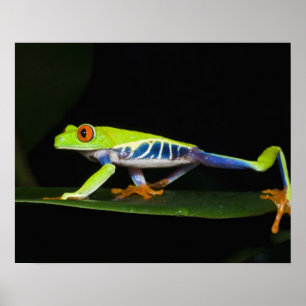 Costa Rica, Red-eyed Tree Frog (Agalychnis Poster