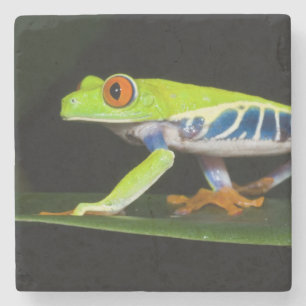 Costa Rica, Red-eyed Tree Frog (Agalychnis Stone Coaster