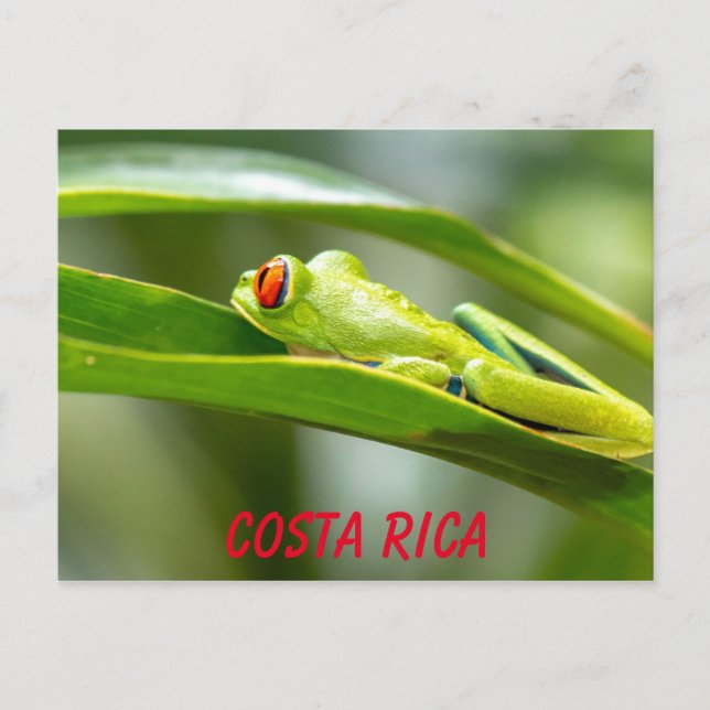 Costa Rica Red-Eyed Tree Frog On a Leaf Postcard (Front)