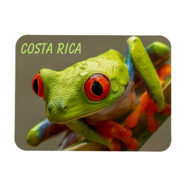 Costa Rica Red-Eyed Tree Frog Ready to Hop Magnet (Horizontal)