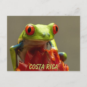 Costa Rica Red-Eyed Tree Frog Souvenir Postcard