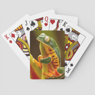 Costa Rica Tiger Leg Tree Frog Playing Cards