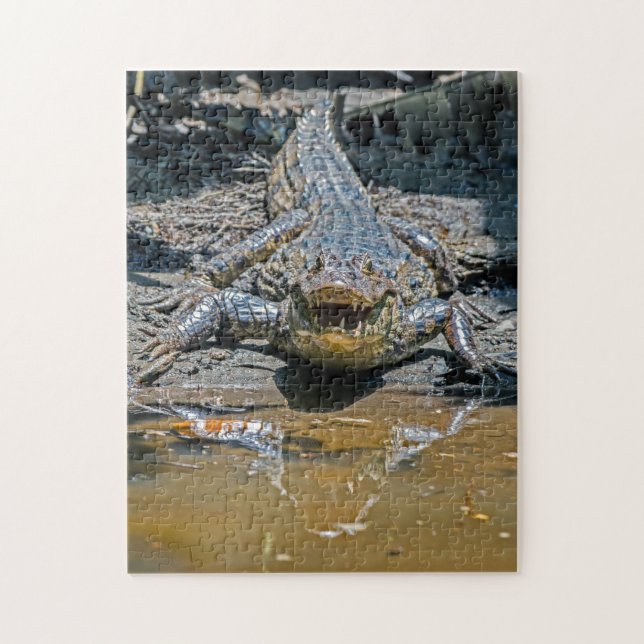Costa Rica, Tortuguero - Aggressive crocodile Jigsaw Puzzle (Vertical)