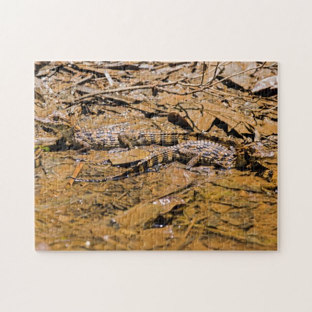 Costa Rica, Tortuguero - Baby crocodiles Jigsaw Puzzle (Horizontal)