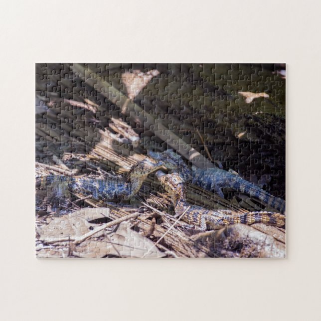 Costa Rica, Tortuguero - Baby crocodiles Jigsaw Puzzle (Horizontal)