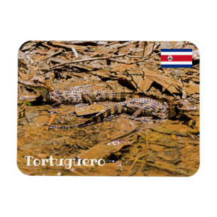 Costa Rica, Tortuguero - Baby crocodiles Magnet