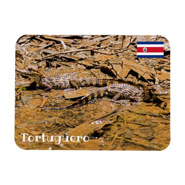 Costa Rica, Tortuguero - Baby crocodiles Magnet (Horizontal)