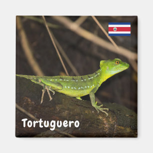 Costa Rica, Tortuguero - Emerald Basilisk Lizard Magnet