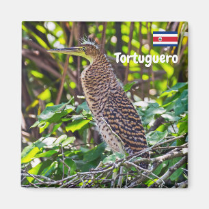 Costa Rica, Tortuguero -  Heron Magnet