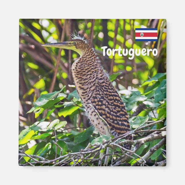 Costa Rica, Tortuguero -  Heron Magnet (Front)