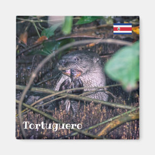 Costa Rica, Tortuguero -  Otter eating fish Magnet