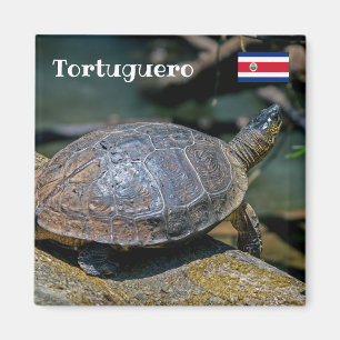 Costa Rica, Tortuguero - River Turtle Magnet